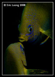 Damsel Fish kissing by Eric Leong 